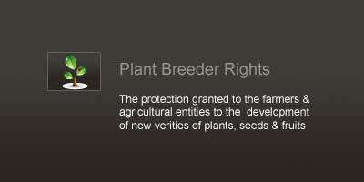 Css Template Preview